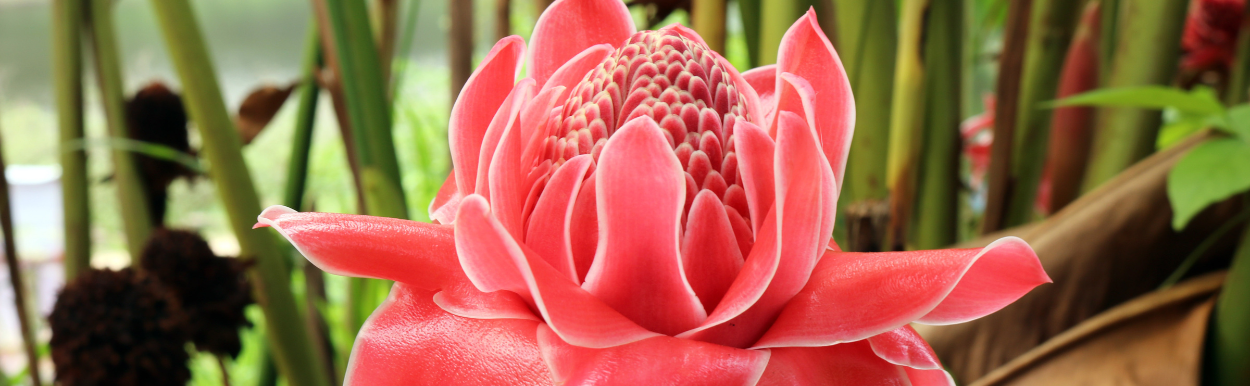 Tropical garden landscaping Darwin