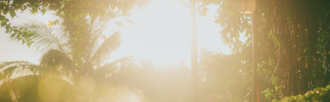 Troppo Gardens landscape work