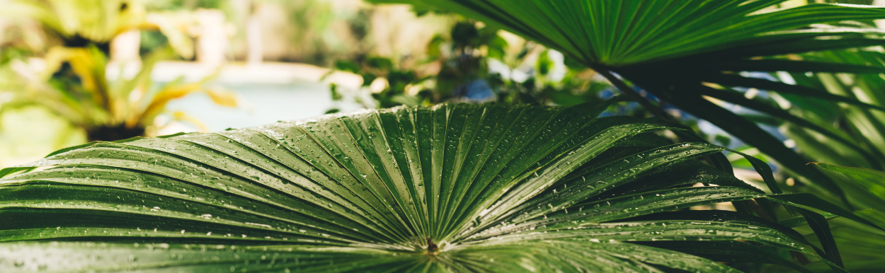 Troppo Gardens team at work