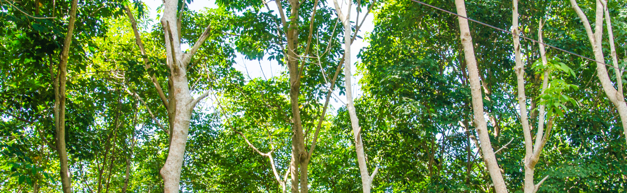 Garden landscaping Darwin