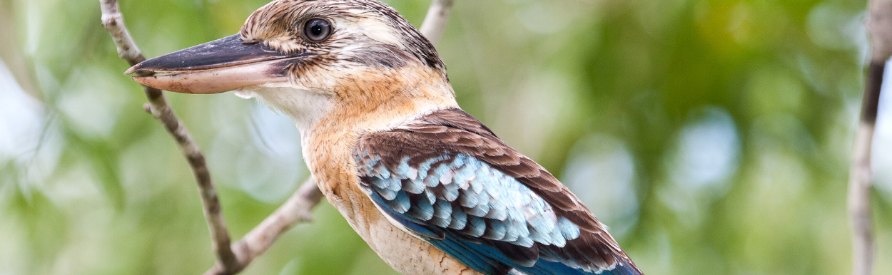 Gallery of landscaping work